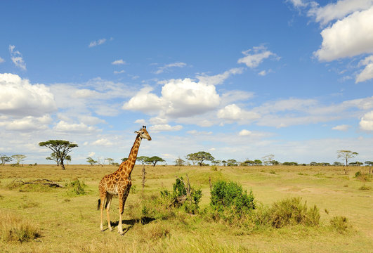 Fototapeta Giraffa in Serengeti NP