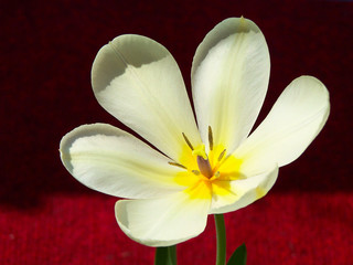 Obraz premium Yellow tulip on red background