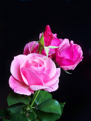 Pink roses on the black background