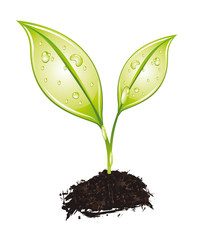 Schössling mit zwei Blättern und Tautropfen