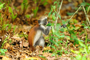 Young zanzibar red colobus