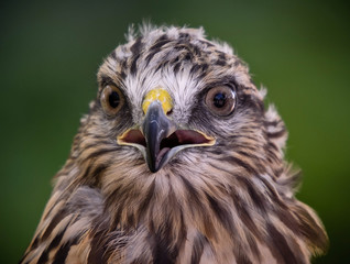 Red tailed hawk