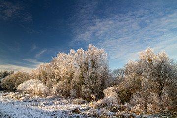 Winter irish forest