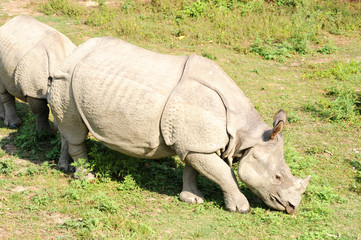 Fototapeta premium Rhino