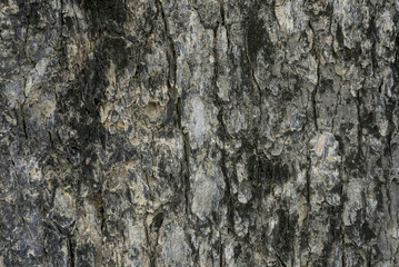 bark pattern.