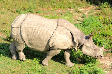 Obraz premium Rhino