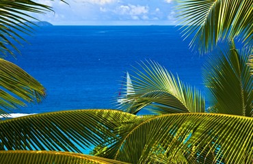 tropical melody