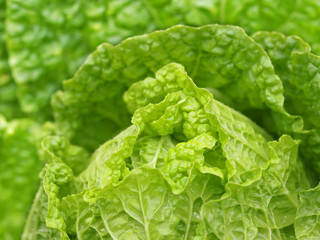 cabbage leaves