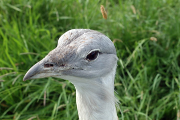 Great bustard, Devavanya, Hungary
