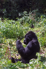 Mountain gorilla, Volcano National Park, Rwanda