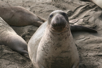 Fototapeta premium Elephant Seals