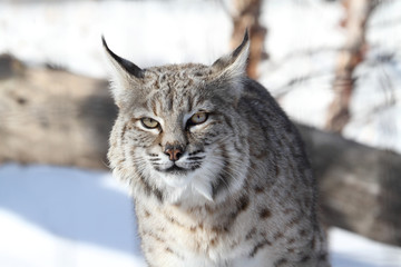 Naklejka premium Bobcat (Lynx rufus)