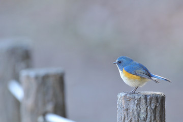 お立ち台のルリビタキ
