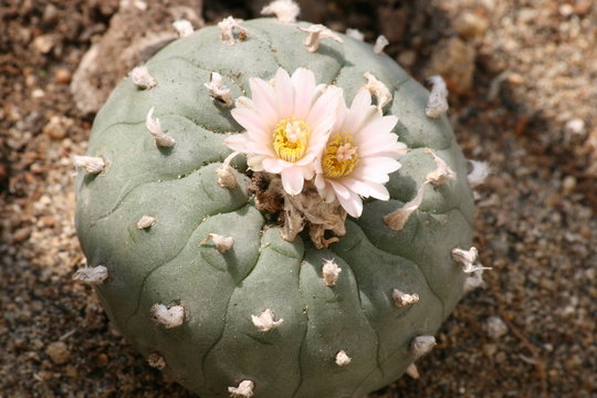Lophophora williamsii cactus.