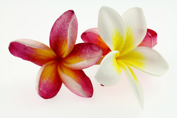 fleurs de frangipaniers
