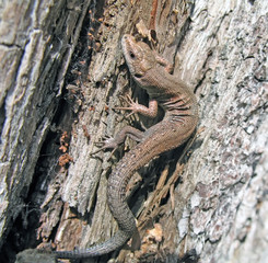 Small lizard