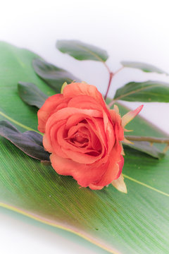 rose orange posée sur une feuille de palme