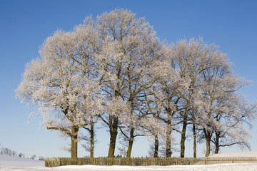 vereiste Bäume im Winter
