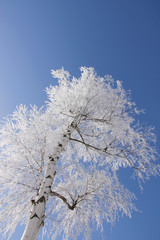 Birch tree in winter