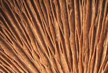 Full Frame Portabello Mushroom Background