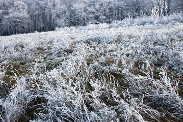 Winter landscape