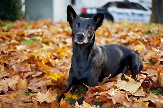 Police K-9