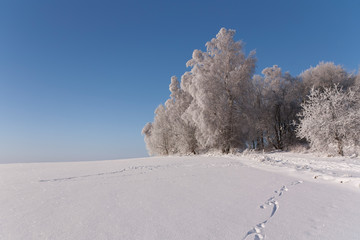 Winter nature