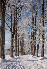 Winter trees