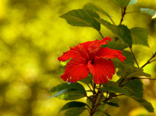 Tropical red hibiscus flower