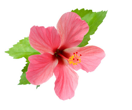 Pink Hibiscus with foliage isolated