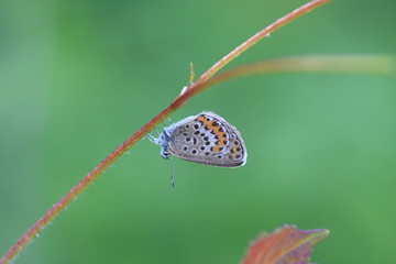 露に濡れるチョウ