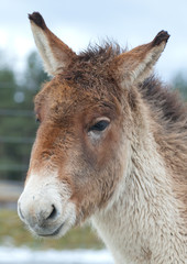 Fototapeta premium farmyard horse