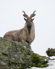 mountain goat looking down