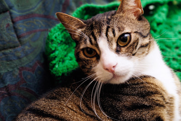Katze