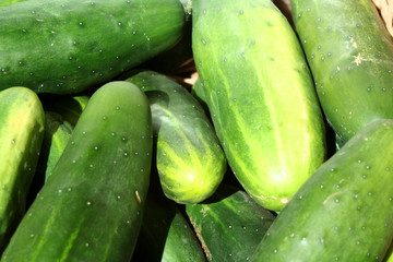 Bunch of cucumbers