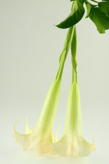 datura, trompette de la mort