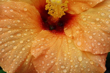 Hibiscus,Gran Canaria © Stephan von Mikusch