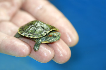 fresh-water turtle