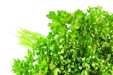 Petersilienbund Nahaufnahme