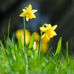 Osterglocken, Frohe Ostern, Frühlingsblumen, Frühjahr
