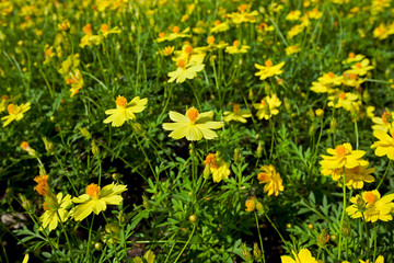 Yellow Cosmos Flowers
