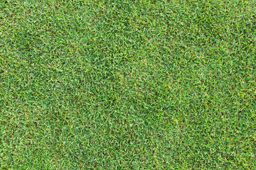 Fototapeta premium Top View of Green Grass