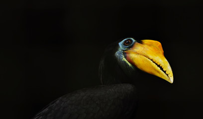 Close up on Exotic Black Malaysian Hornbill