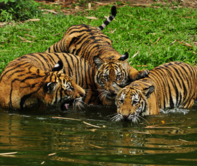 three cute  tiger cubs swimming in river