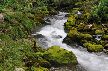 Slovenia River in the forest