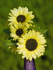Close Ups of a Bunch of Sunflowers in a Vase