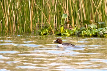 Goldeneye Hen
