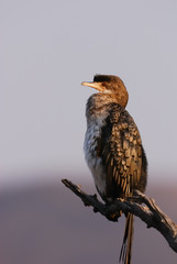 Darter