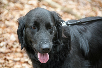Flat Coated Retriever
