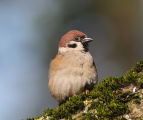 Tree Sparrow Passer montanus sitting on a mossy tree